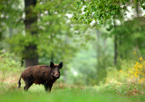 Wild zwijn staat stil in een bosrijk gebied 